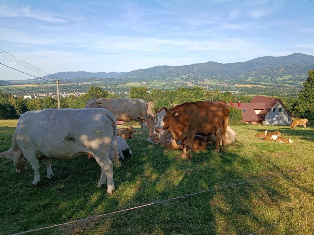 Pastviny pod Ondřejníkem s výhledem do Beskyd