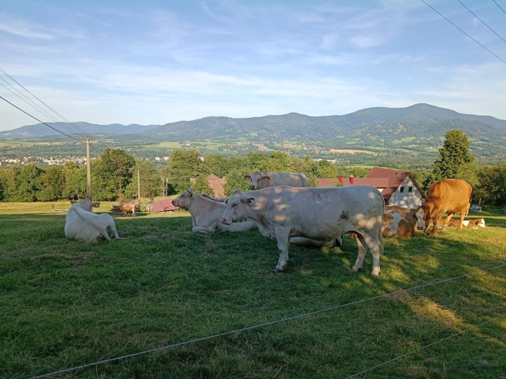 Stádo na beskydské pastvině